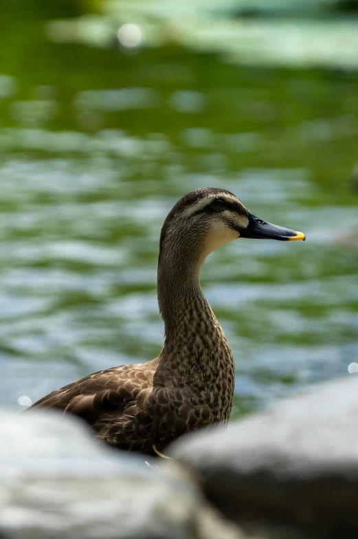 a duck sitting on top of a rock near water