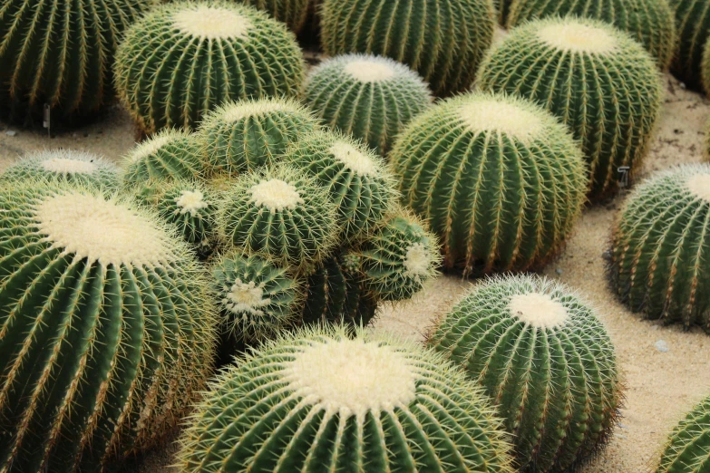 a very large group of cactus plants in an area