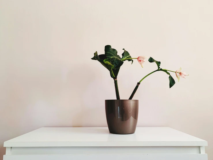 a flower is in a brown and brown pot