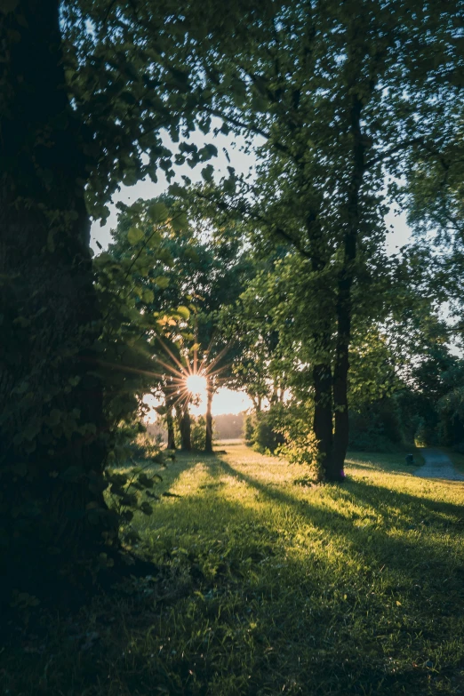 the sun shines through the trees on a wooded area