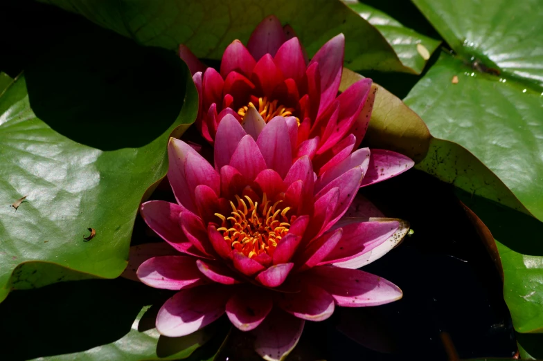 closeup of flower and large leaf on water