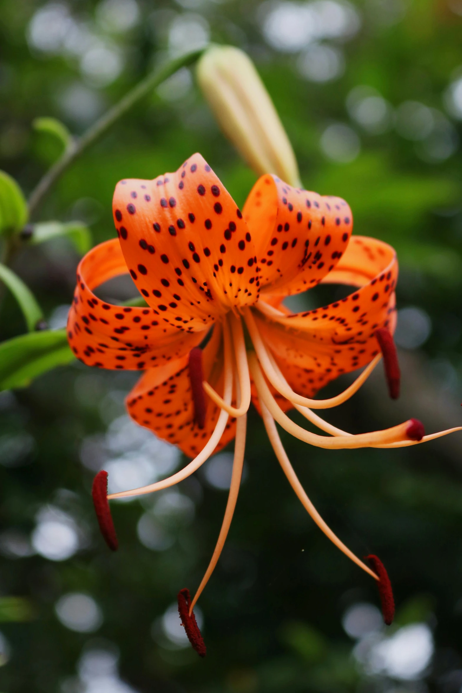 a flower that is on a nch by itself