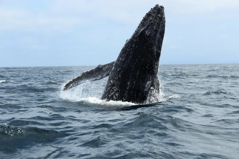 the tail of a whale jumping out of the water