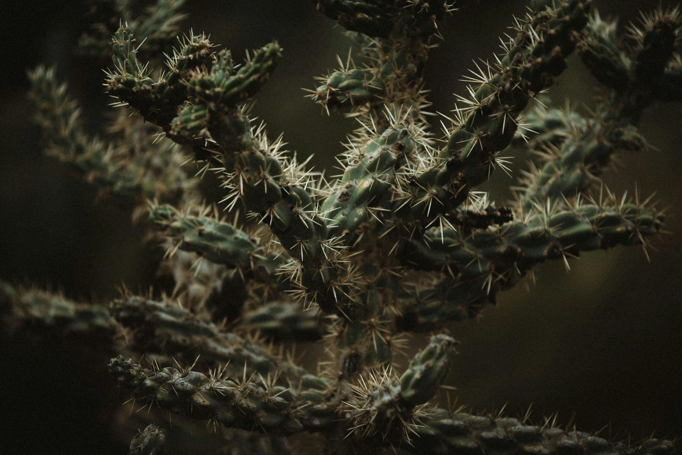 a plant in the night with only green needles