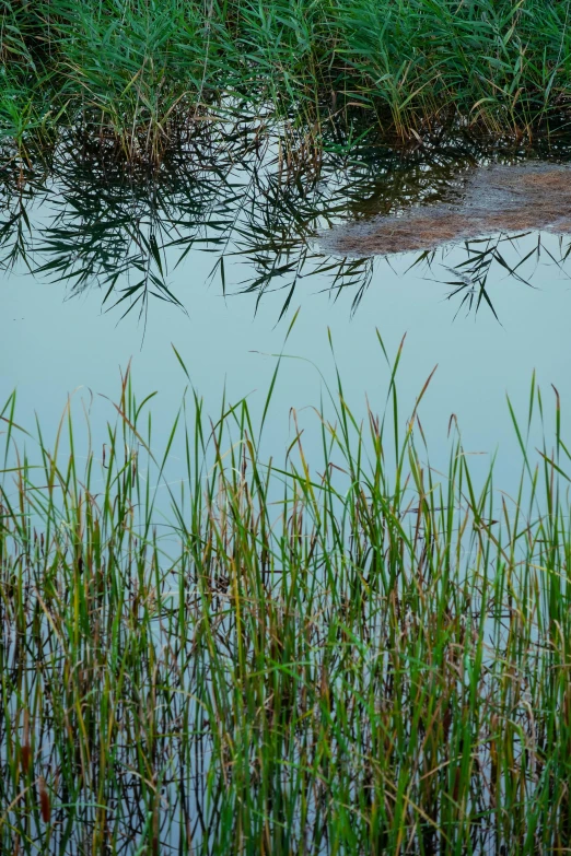 an image of green plants on shore that are flooded