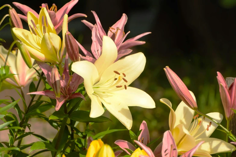 a yellow and red flower in some plants