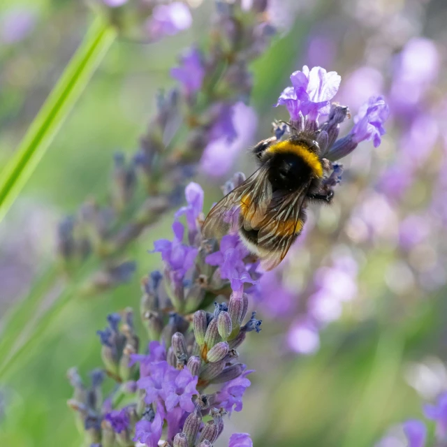 a bum sitting on top of a purple flower