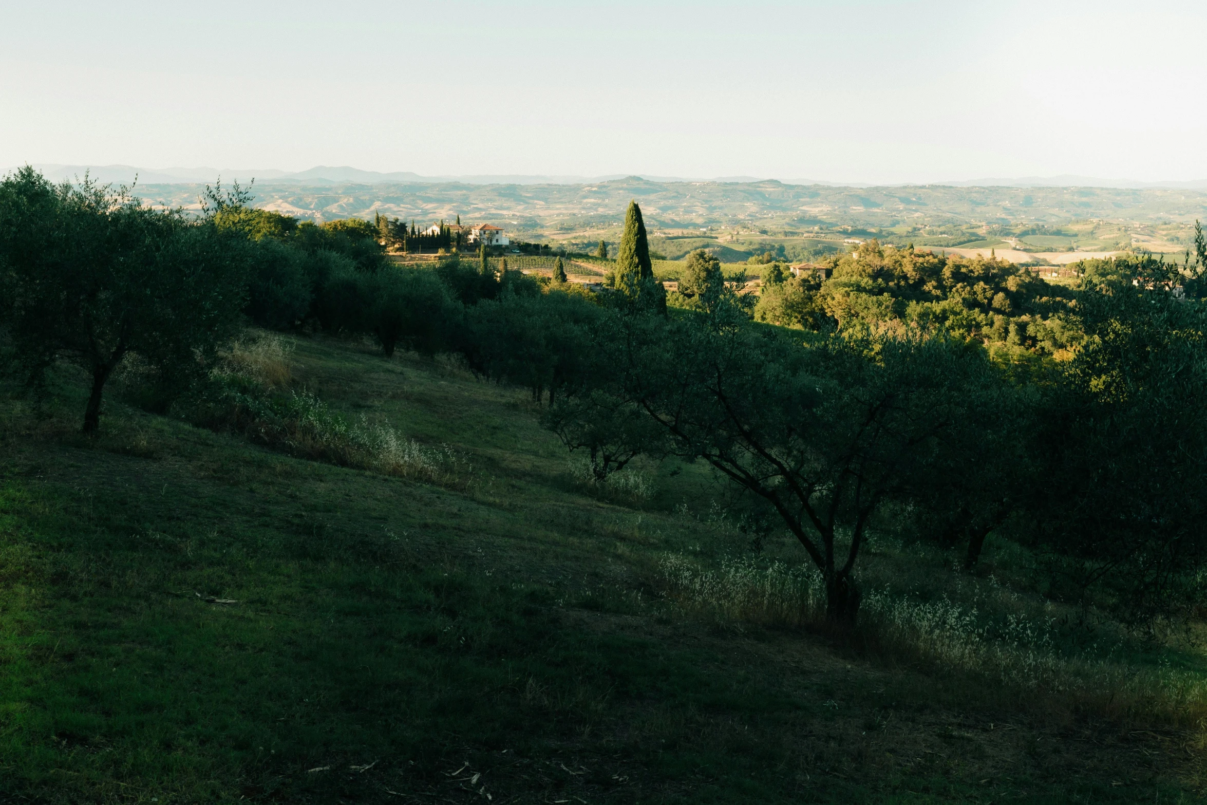 trees and hills in the distance, with a blue sky above