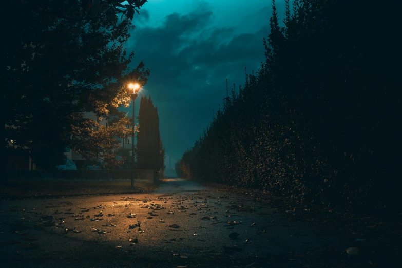 dark street with tree, streetlight and building lights