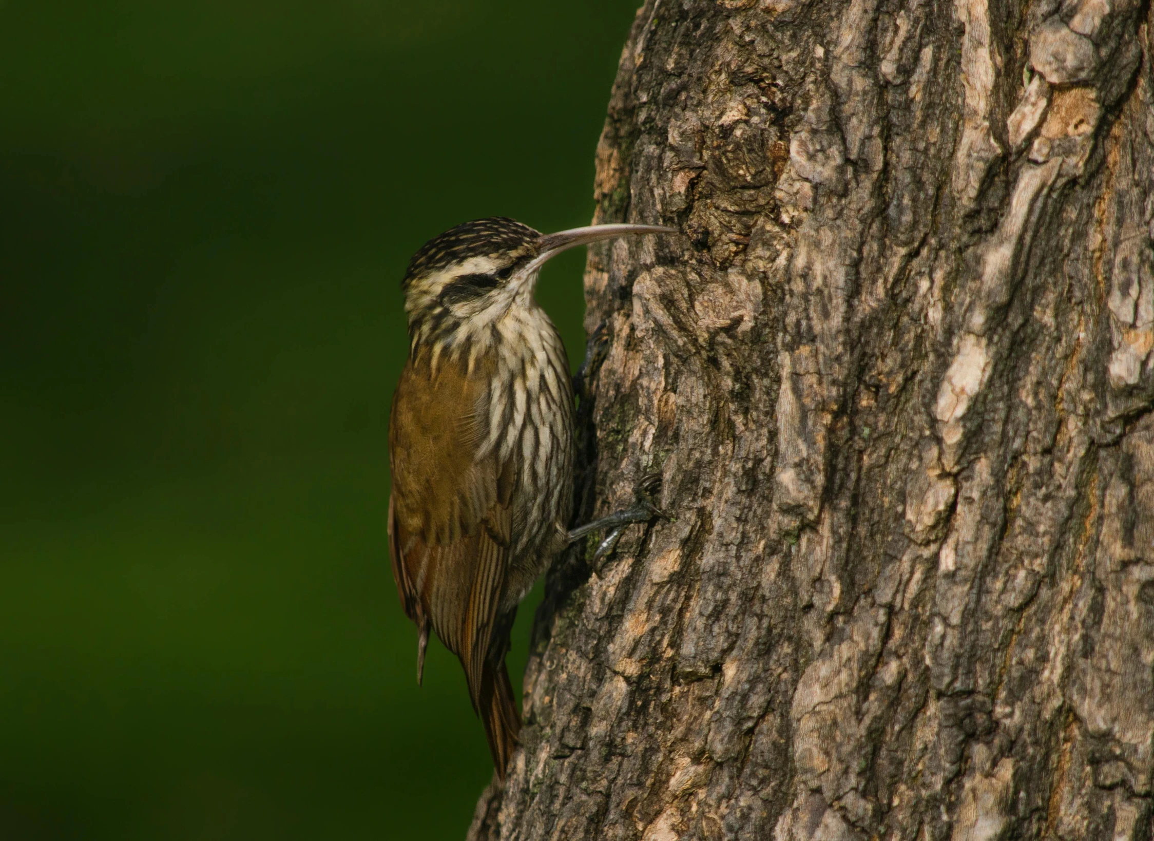 a bird perched on a tree trunk