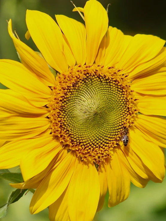 a yellow sunflower in a field with a bee on it