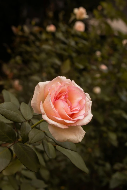 a rose flower with many small flowers