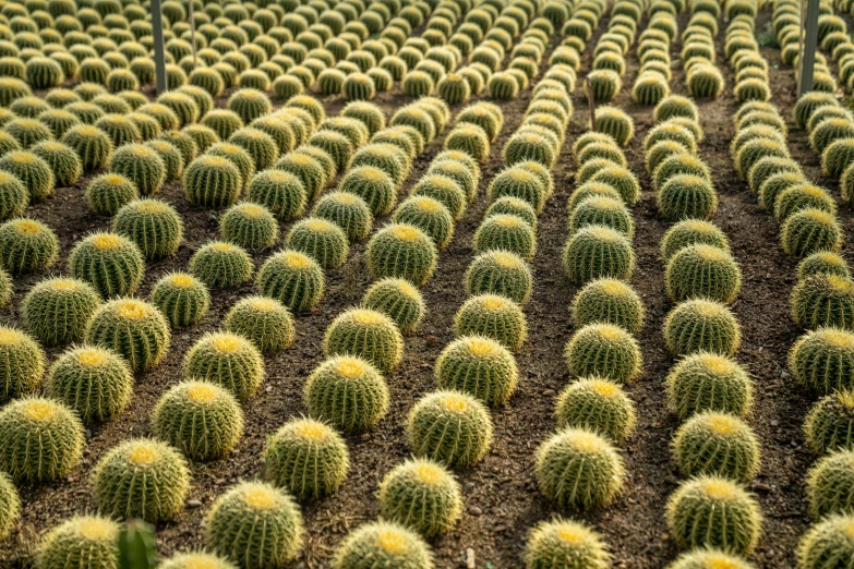 many different cactus plants on an outdoor area