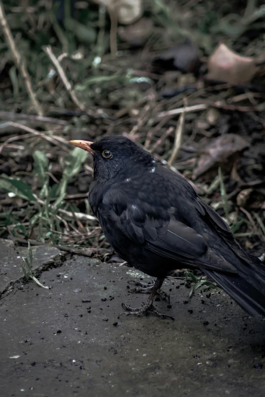 black bird standing on ground in grassy area next to bushes