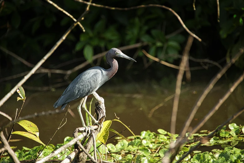 a bird perched on the nch of a tree