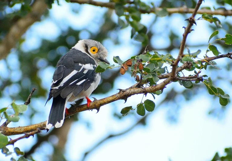 a bird on the nches of a tree