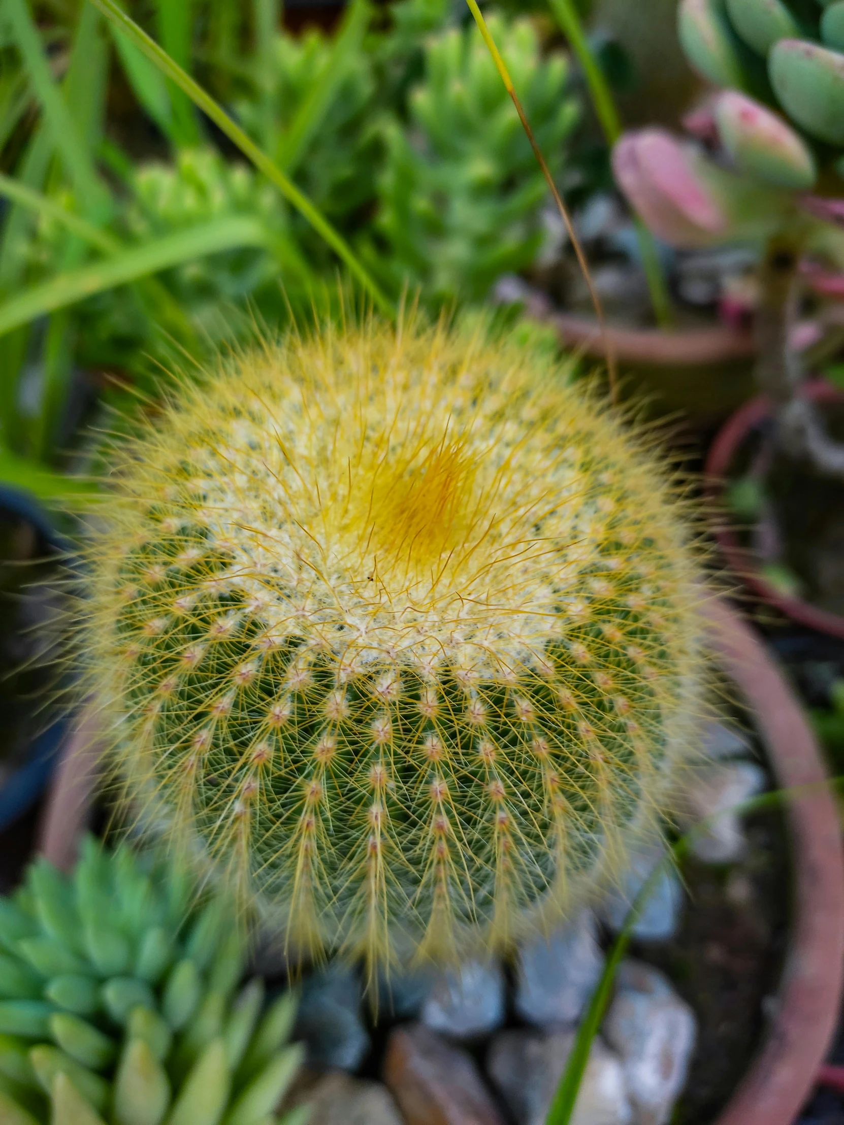 a cactus is in a flower pot in the wild