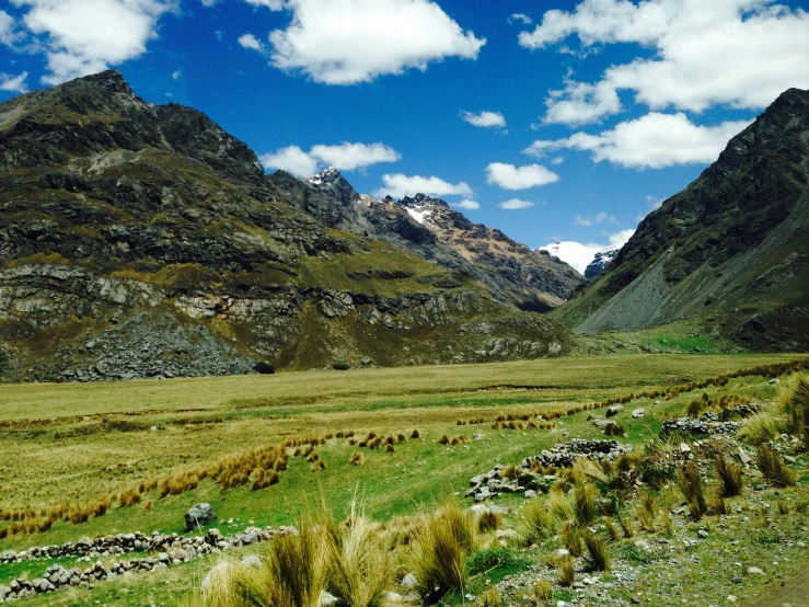 a field with some animals near a mountain