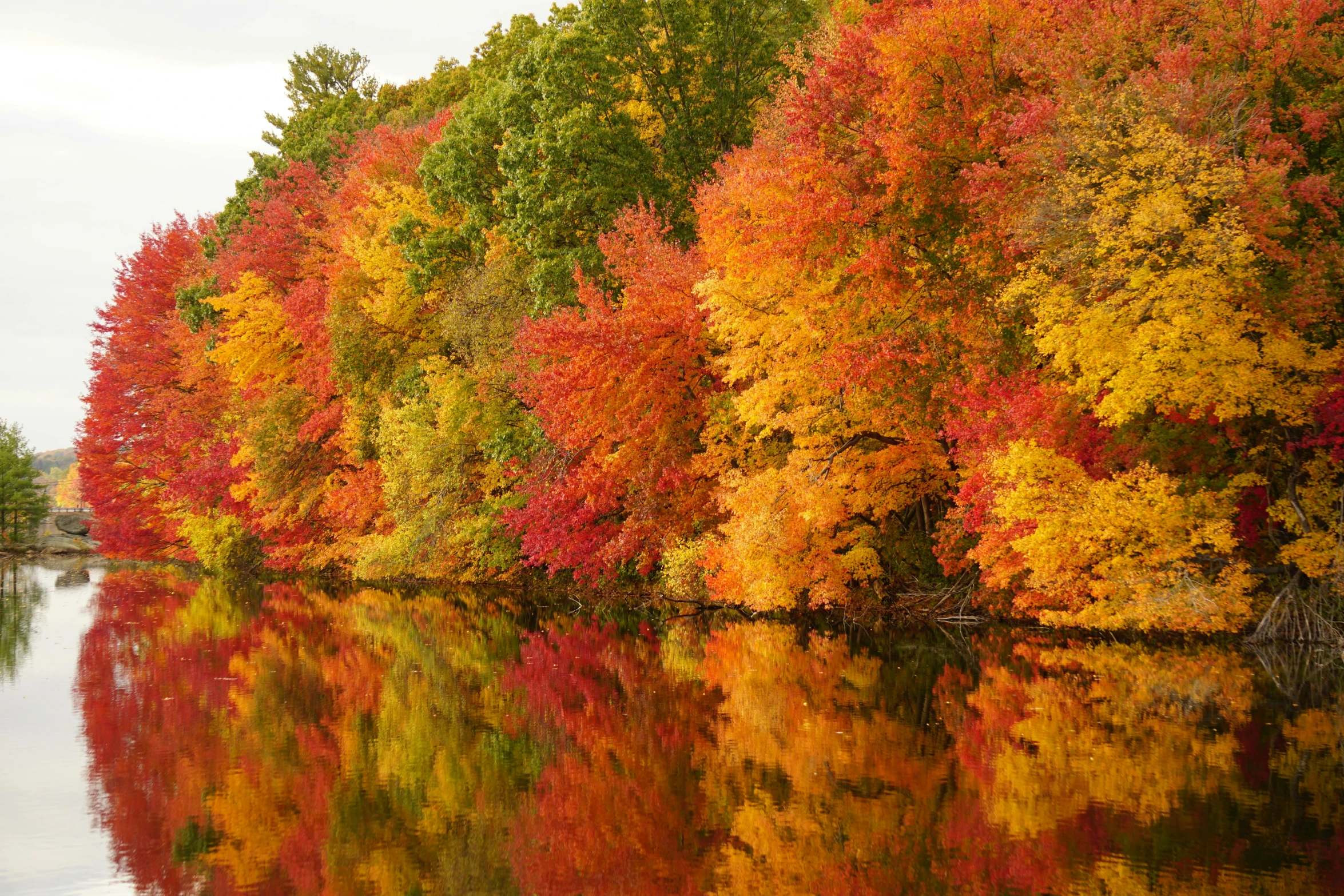 there is an autumn colored line of trees