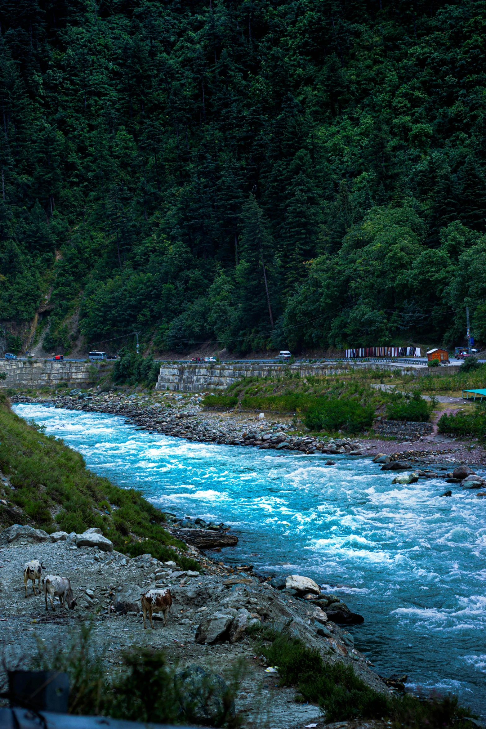 the river runs through a lush green forest