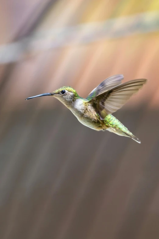 a small hummingbird flying across a body of water