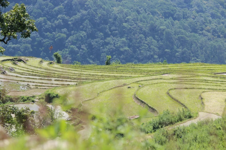 a mountain with a bunch of large rice fields