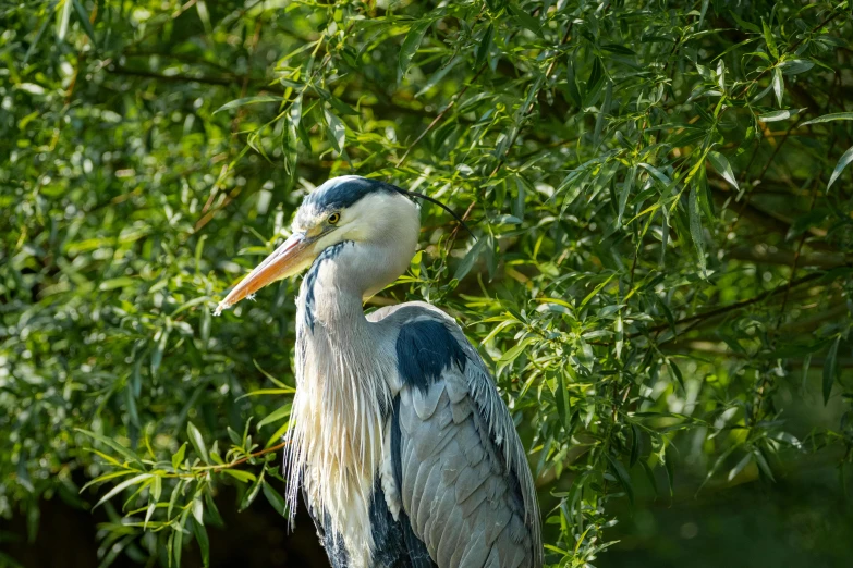 a big bird that is standing up in a tree