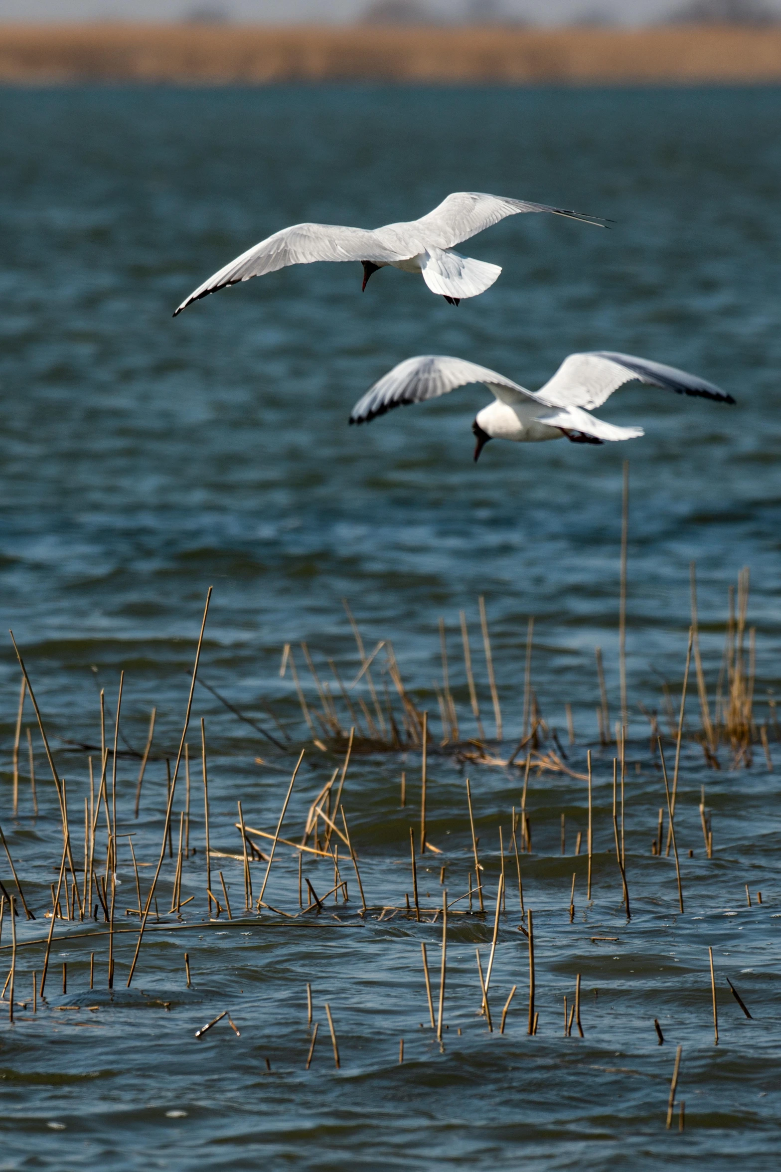 two seagulls are flying over water near weeds