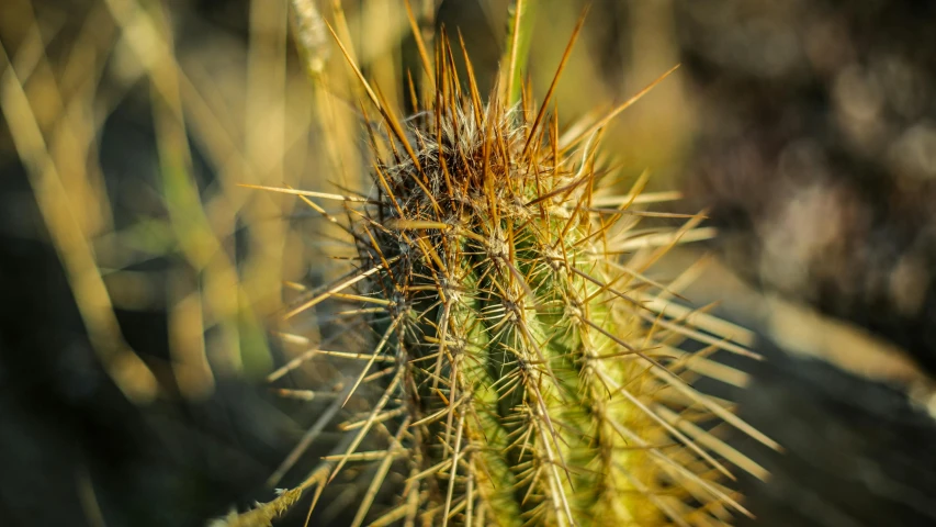 closeup s of a cactus with long needles