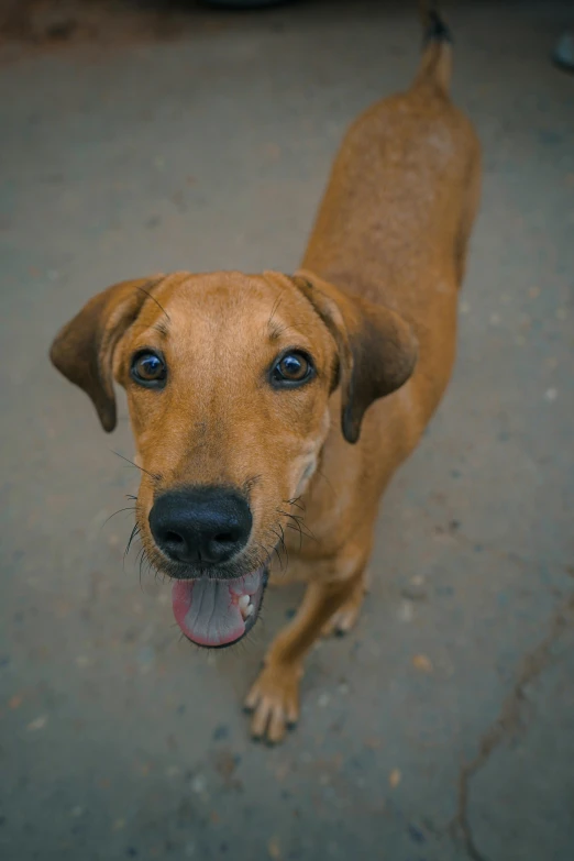 a dog looks up and smiling outside