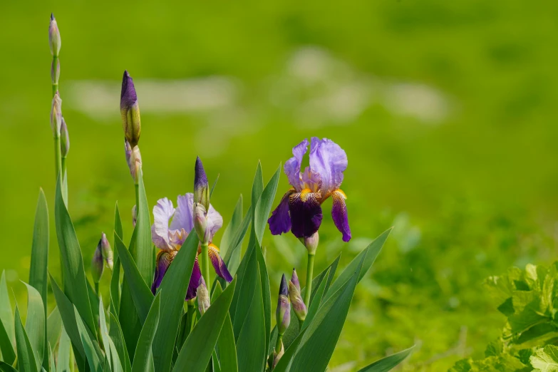 a picture of some very pretty flowers