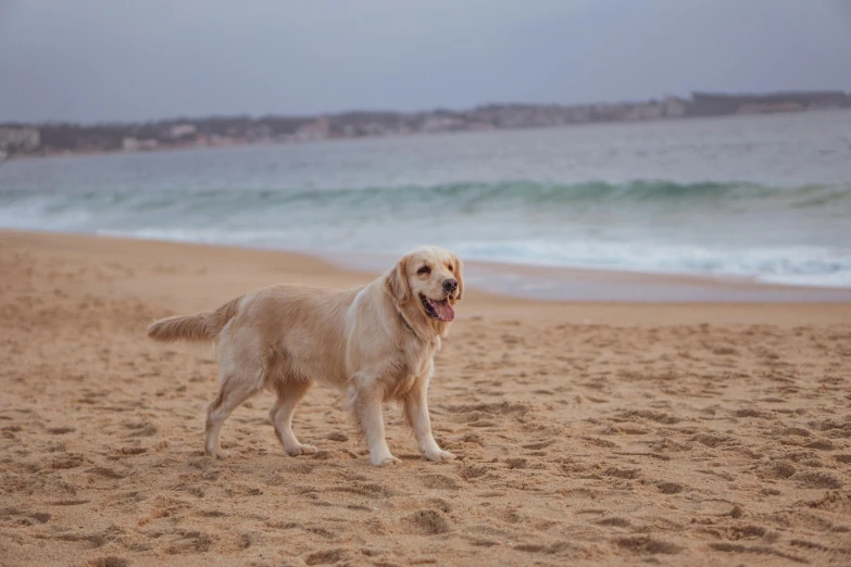 a golden retriever dog standing on the sand at the beach