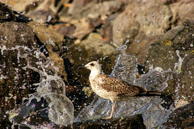 small bird standing on rock looking at the water