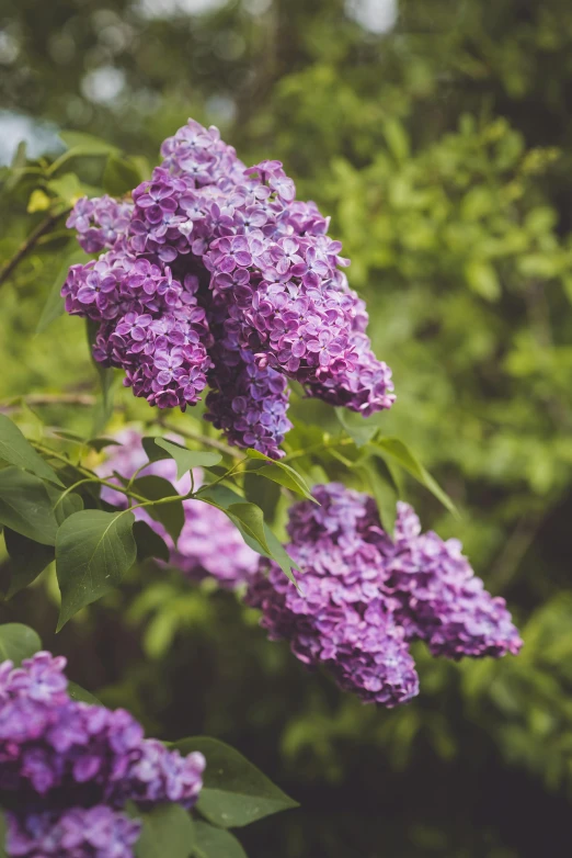 a plant with purple flowers near some trees