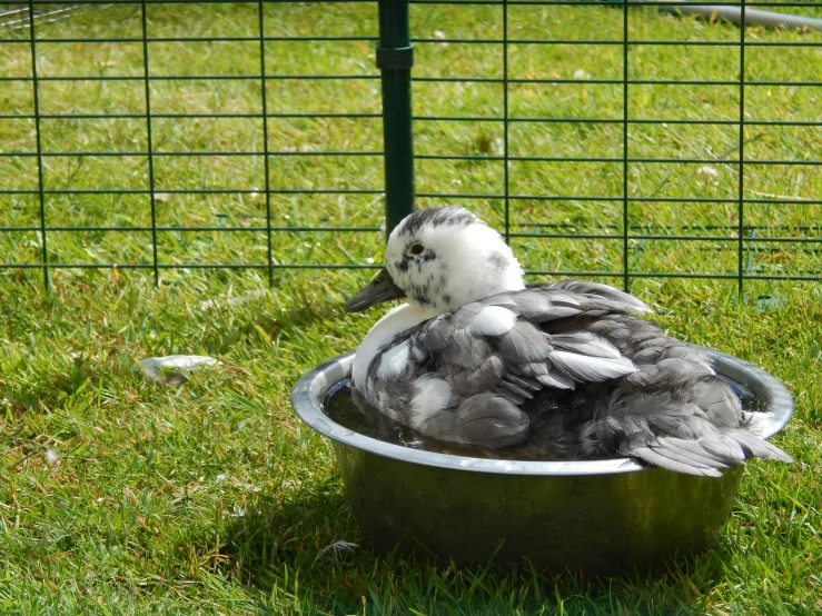 the large gray and white duck is sitting inside of a basin