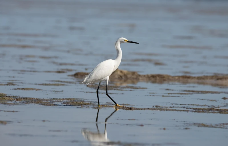 a bird stands alone on the beach with shallow water