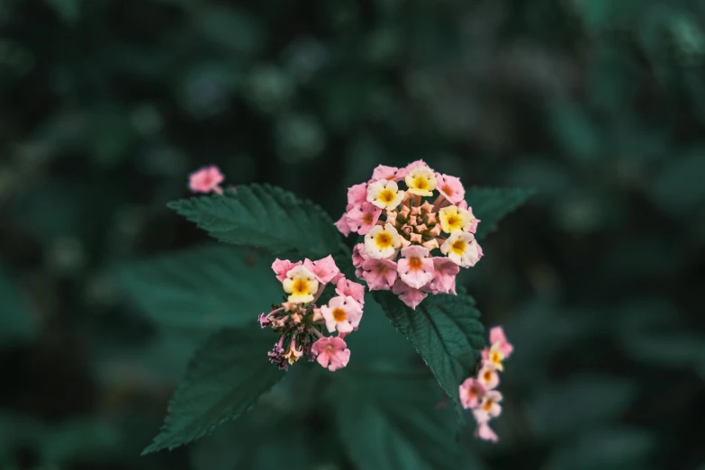 several small flowers growing in the center of a plant