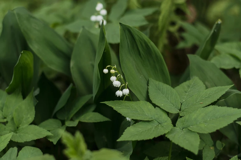 some white and green plants with a single white flower