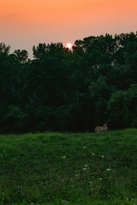 cattle grazing in a field at sunset with trees