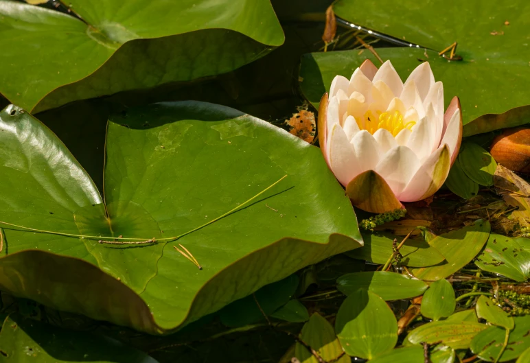 a pink lotus flower is floating on some water