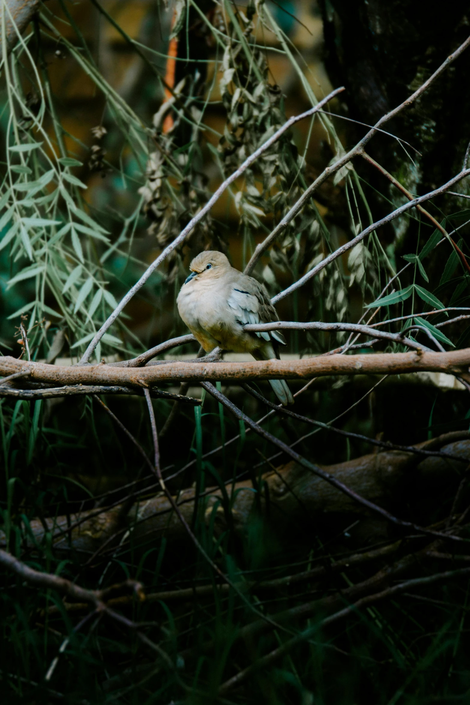 a brown and white bird is sitting on a nch