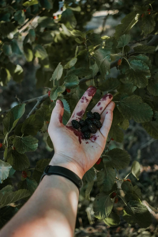 someone holding up their hand to pick berries from the tree