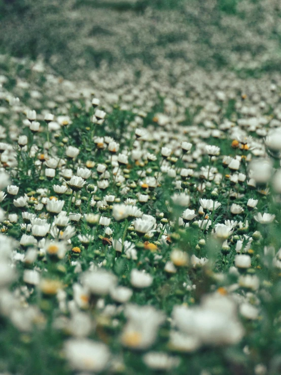 a field of daisies with one being wilted off