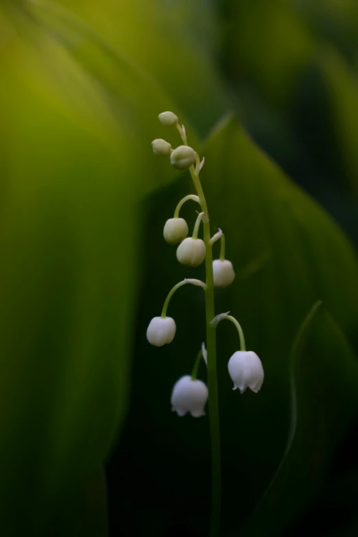 there is a plant with three flowers on it