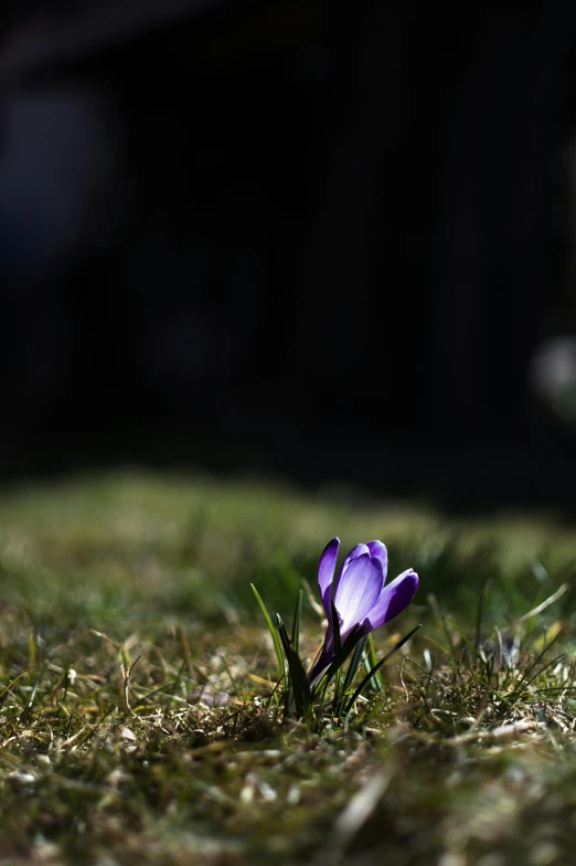 this flower is growing out of the grass