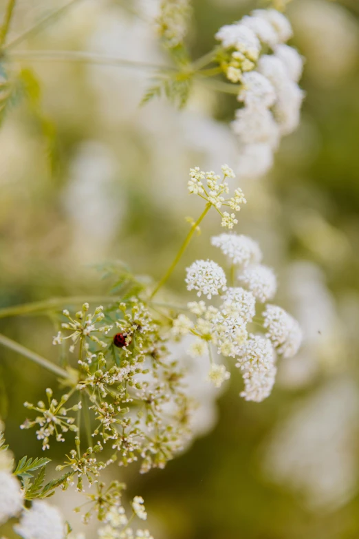 a flower with white flowers and a bug on it