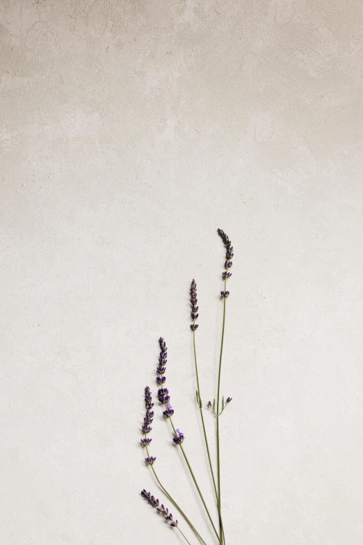 lavender flowers against an un - painted, gray background