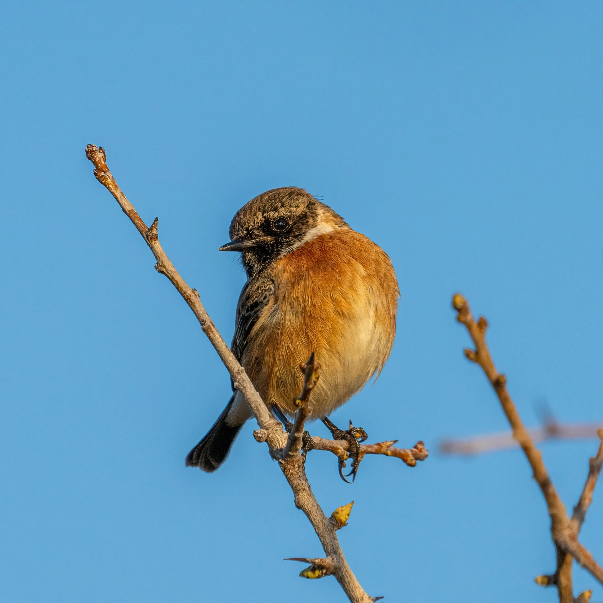 a brown bird on a nch with leaves