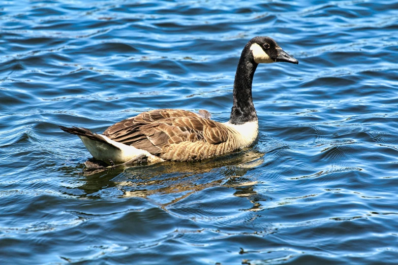 a duck in the water with it's head above water