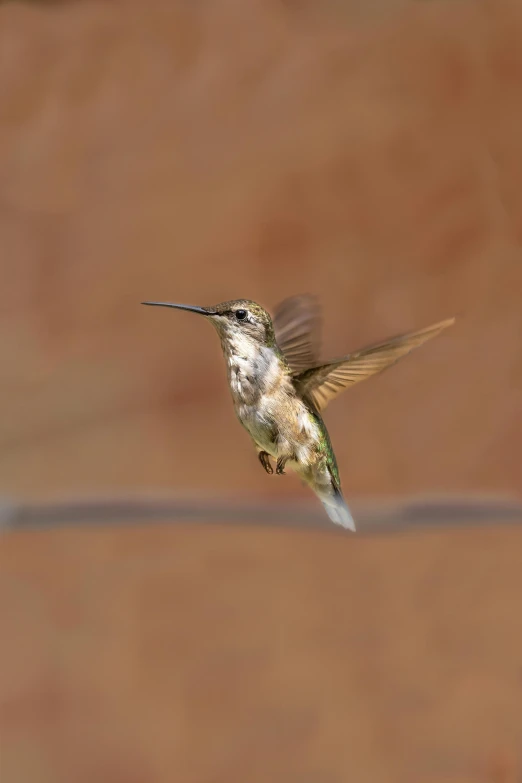 a hummingbird hovering near a building in the desert